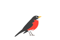 American Robin